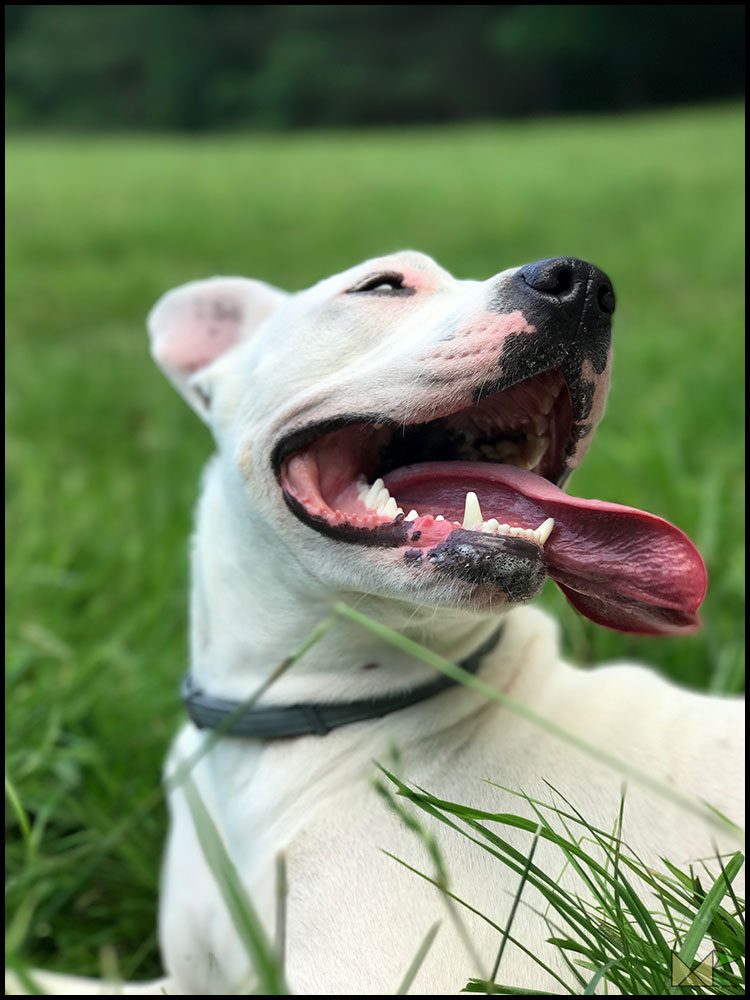 Happy dog in the grass